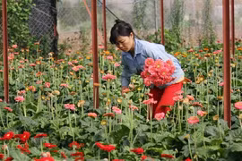 Giá rau, hoa Đà Lạt tăng đột biến