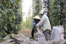 Giá tiêu hôm nay 20/10: Giá "vàng đen" bật tăng kỷ lục, kỳ vọng chạm mốc tỷ đô la