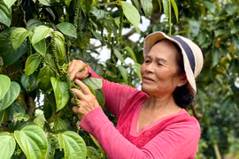 Gương sáng vượt đói nghèo