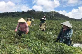 Rau Đak Pơ khẳng định nhãn hiệu trên thị trường