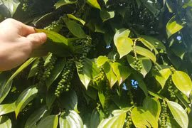 Giá tiêu hôm nay 19/10: Đại lý gom hàng cuối năm, thu mua tiêu xấp xỉ 92.000 đồng/kg