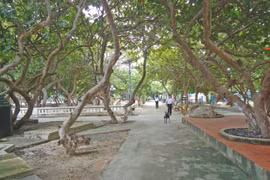 Cây tra Trường Sa và cuộc thi tìm hiểu biển đảo