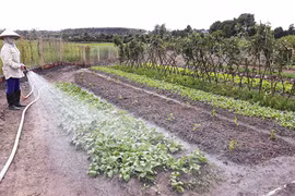 Gia Lai: Ngăn chặn việc sử dụng thuốc bảo vệ thực vật chứa hoạt chất Glyphosate trong trồng trọt