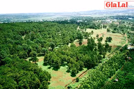 Ký ức thông xanh Phố núi