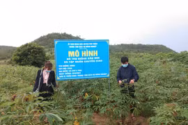 Phú Thiện tổng kết mô hình trồng giống mì mới