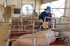 Gia Lai: Người chăn nuôi heo chồng chất khó khăn