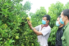 Biến đất hoang thành vườn cây ăn quả