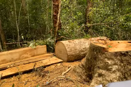 Kbang: Khởi tố 3 nhân viên quản lý bảo vệ rừng khai thác gỗ trái phép