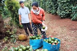 Vì sao trái bơ "rớt hạng", trồng cây bơ năm nay mất mùa mà nhiều nông dân Đắk Lắk vẫn quyết giữ vườn bơ?