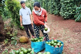 Vì sao trái bơ "rớt hạng", trồng cây bơ năm nay mất mùa mà nhiều nông dân Đắk Lắk vẫn quyết giữ vườn bơ?