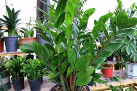 Mùa đông, 3 cây cảnh này càng lạnh lá càng sáng bóng, xanh tốt