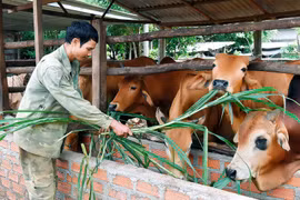 Mang Yang phát triển chăn nuôi gia súc trong hộ dân tộc thiểu số
