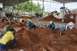 Đắk Nông: Trên mái sản xuất điện mặt trời, trong nhà trồng nấm, một nữ doanh nhân thu lợi kép