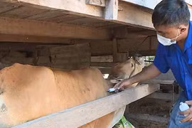 Triển khai đồng bộ biện pháp phòng-chống dịch bệnh trên gia súc, gia cầm