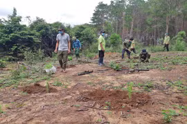 Gia Lai trồng được hơn 7.360 ha/8000 rừng kế hoạch năm 2021