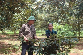 Từng bước hình thành vùng chuyên canh sầu riêng ở Ea Tar