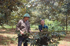Từng bước hình thành vùng chuyên canh sầu riêng ở Ea Tar