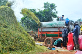 "Lúa gặt rồi còn để lại rơm thơm"