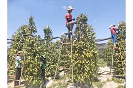 Cẩn trọng với giá hồ tiêu tăng