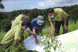 Kon Tum đặt mục tiêu sớm hoàn thành trồng mới 15.000 ha rừng