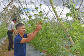 Pleiku phát huy hiệu quả nguồn vốn hỗ trợ nông dân