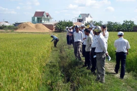 Chuyển giao mô hình Vietgap cho cây lúa