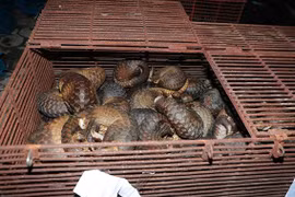 Hà Tĩnh:Triệt phá vụ nuôi nhốt, buôn bán trái phép 215 cá thể tê tê