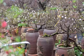 Ngắm vườn mai trắng độc đáo ngay giữa "thủ phủ" đào Nhật Tân