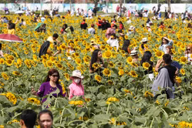 Vườn hướng dương 18.000 m2 ở Sài Gòn đông nghịt dịp đầu năm