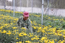 Hợp tác trồng hoa nâng cao thu nhập trên địa bàn An Khê