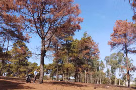 Gia Lai: Thanh tra toàn diện việc quản lý, bảo vệ rừng thông