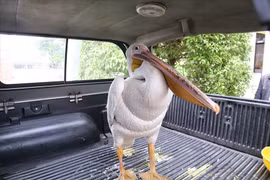 Phát hiện chim bồ nông nặng 9kg gắn định vị