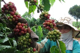 Lễ hội cà phê Buôn Ma Thuột: Tinh hoa đại ngàn