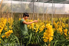 Địa lan Đà Lạt nở sớm vàng rực, nhà vườn "ngậm đắng nuốt cay"