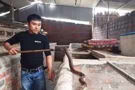 Chàng trai thu nhập cao nhờ... rắn độc