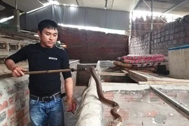 Chàng trai thu nhập cao nhờ... rắn độc
