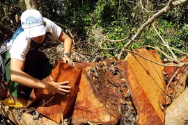 Vụ phá rừng tại Kbang: Xác định hơn 17 m3 gỗ bị chặt hạ