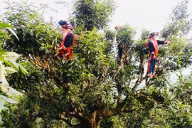 Hương trà cổ thụ giữa thiên đường mây