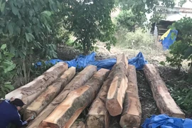 Phát hiện bãi gỗ trái phép gần 20m3 ngay sau cửa phụ của kho gỗ