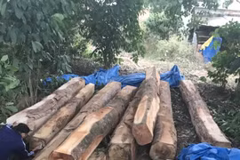 Phát hiện bãi gỗ trái phép gần 20m3 ngay sau cửa phụ của kho gỗ