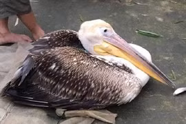 Liên tiếp bắt được chim "lạ" nghi có gắn thiết bị định vị