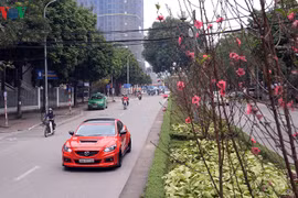 Hoa đào nở sớm rực rỡ trên đường Lạc Long Quân, Hà Nội