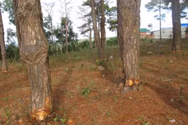 Gần UBND xã và Hạt Kiểm lâm: Rừng thông vẫn bị phá