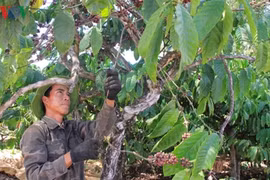 Giá cà phê khó khởi sắc do nguồn cung dồi dào