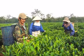 Gia Lai: Nhiều giải pháp đột phá về xuất khẩu