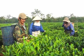 Gia Lai: Nhiều giải pháp đột phá về xuất khẩu