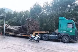 Cây "khủng"tiếp tục lọt nhiều trạm CSGT trên quốc lộ,bị bắt giữ tại Huế