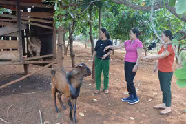 Phụ nữ Ia Dom: Giúp nhau thoát nghèo bền vững