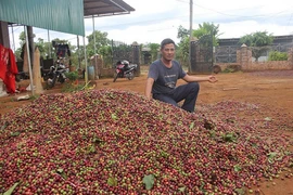 Giá cà phê lao dốc, nông dân Tây Nguyên đau xót mất hàng nghìn tỷ