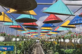 Khung cảnh làng hoa Sa Đéc trong những ngày gần Tết Nguyên đán